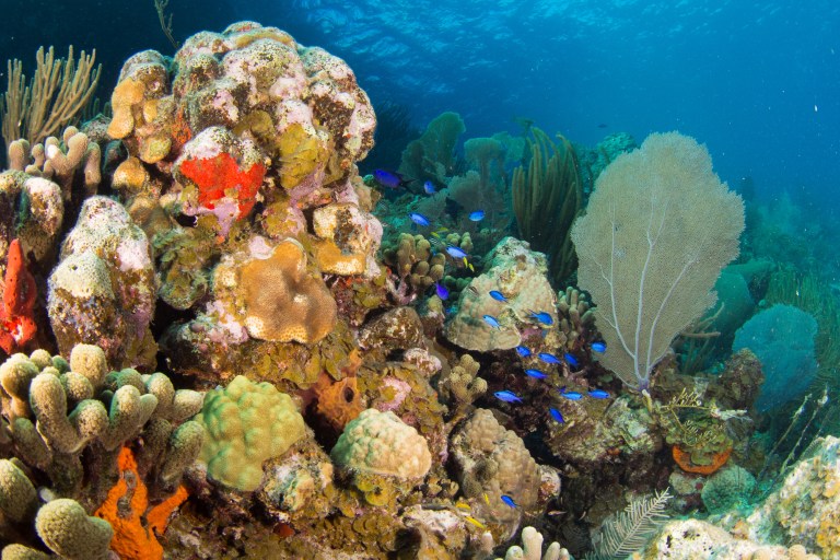 Charter Yachts with Scuba Diving Onboard