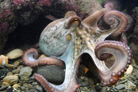 Review img # 32 of the yacht GAMBIT