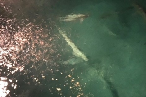 Review img # 86 of the yacht GAMBIT