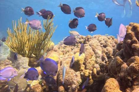 Review img # 36 of the yacht KASIOPEJA