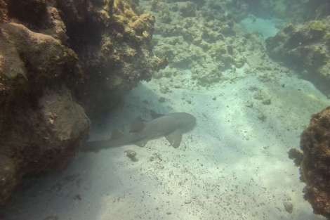 Review img # 14 of the yacht KASIOPEJA