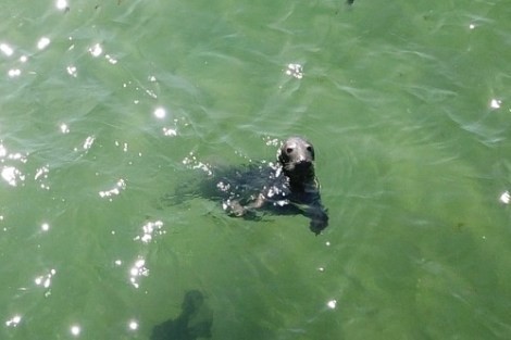 Review img # 76 of the yacht LE REVE L620 ESSENCE