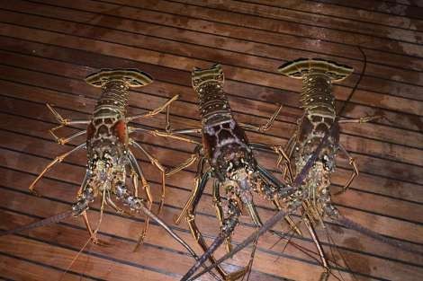 Review img # 22 of the yacht LE REVE L620 ESSENCE