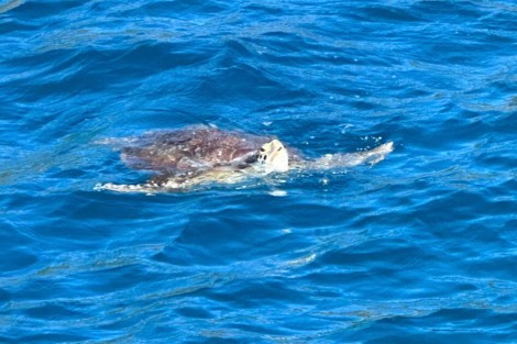 Review img # 6 of the yacht TORTUGA